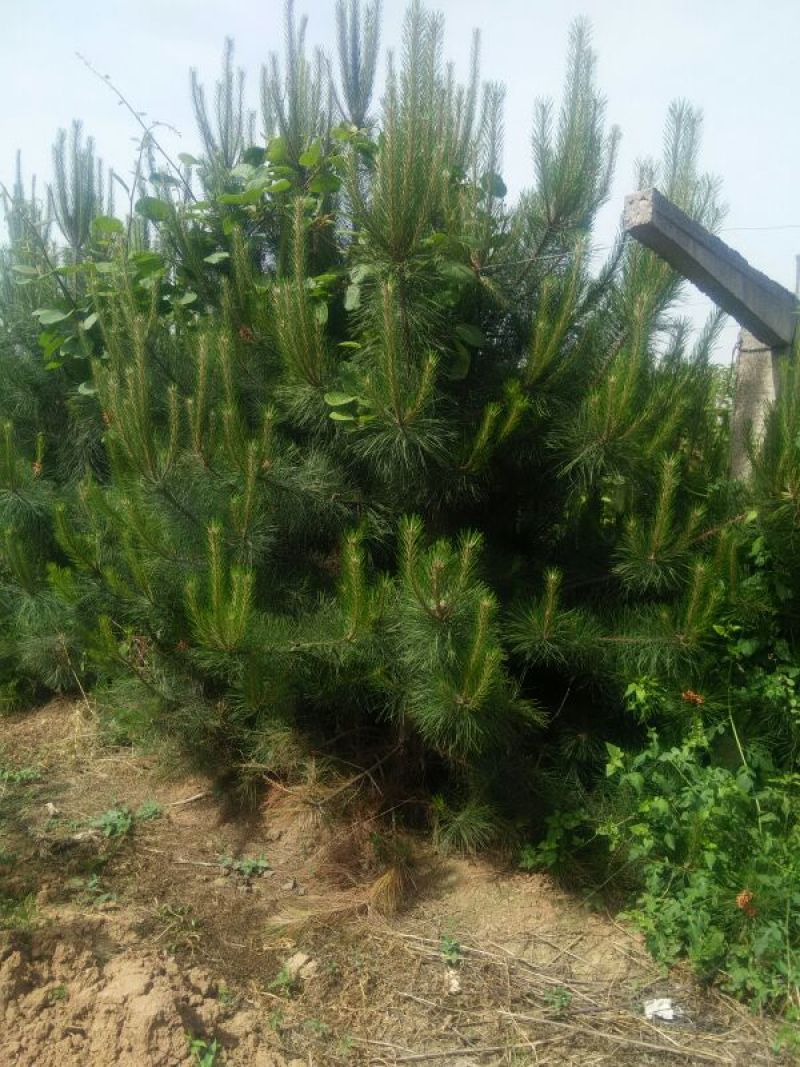 华山松3米，精品一手货源大量有货