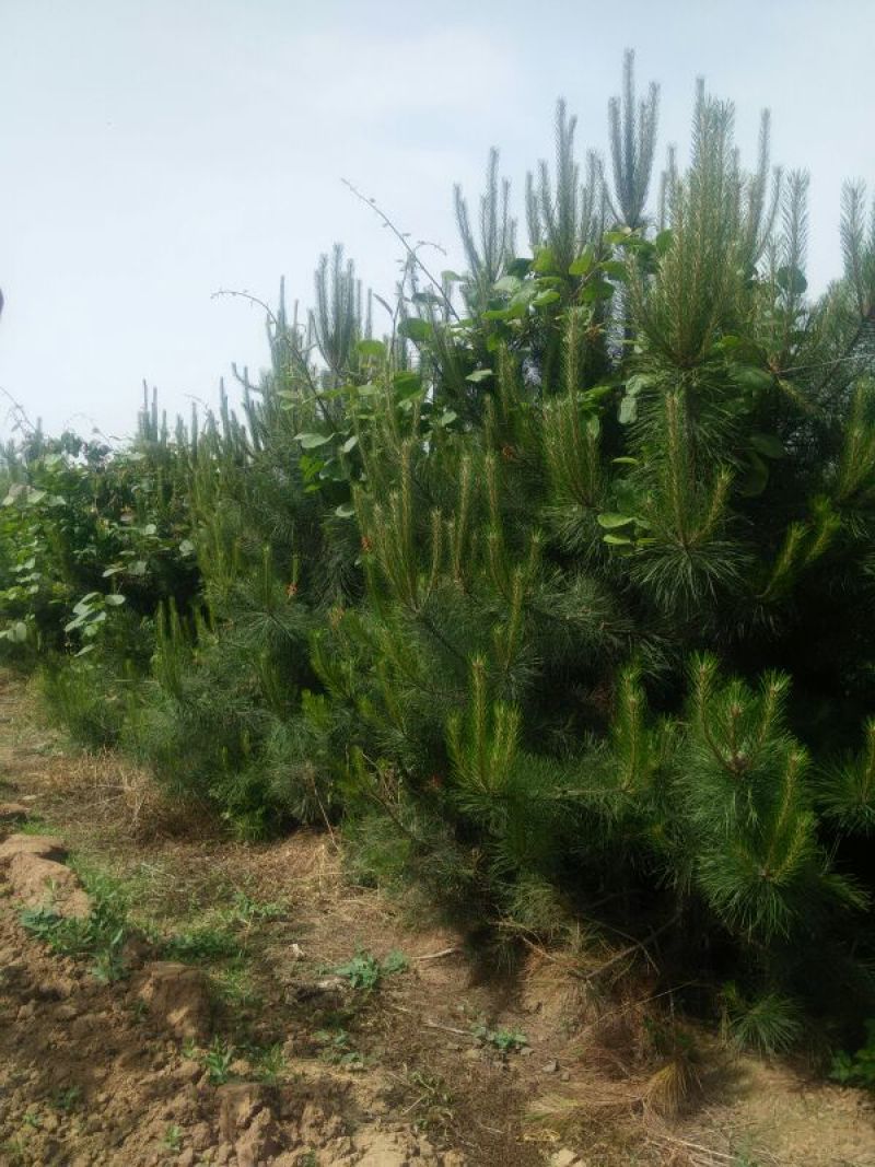 华山松3米，精品一手货源大量有货