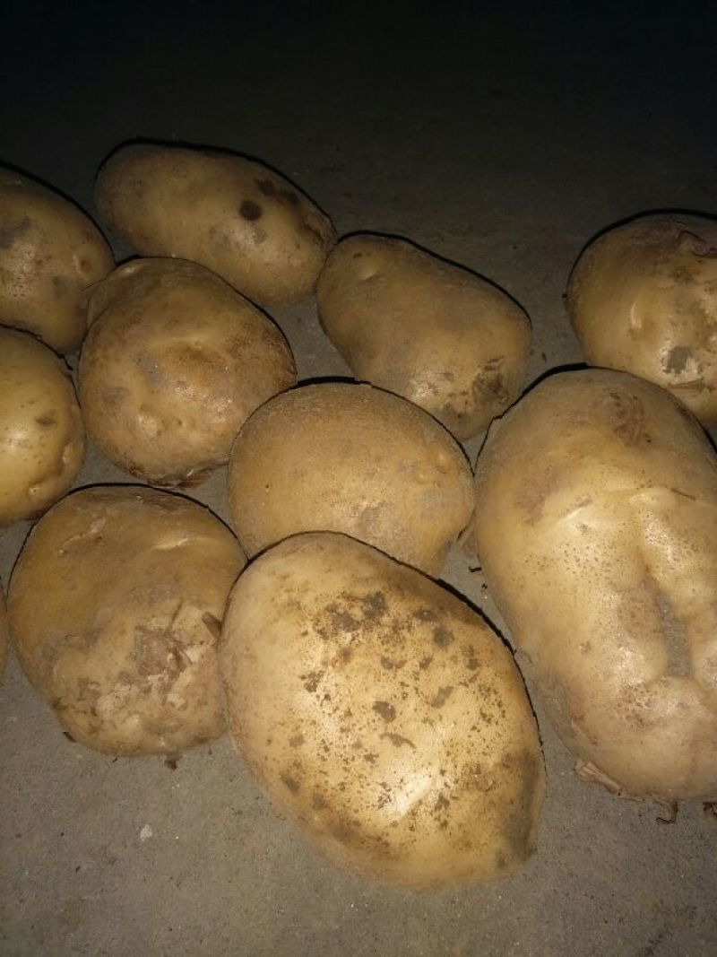 丽薯六号土豆通货3两以上