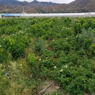 丽薯六号土豆通货3两以上