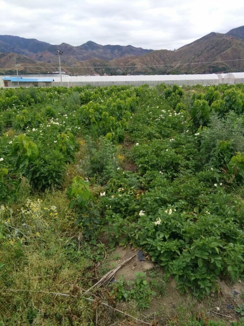 丽薯六号土豆通货3两以上