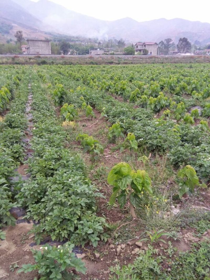 丽薯六号土豆通货3两以上