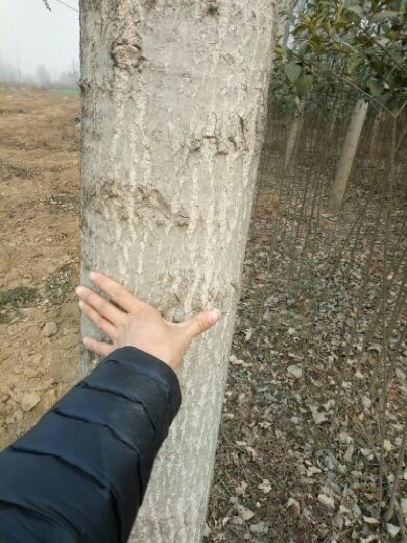 大叶女贞4cm以下