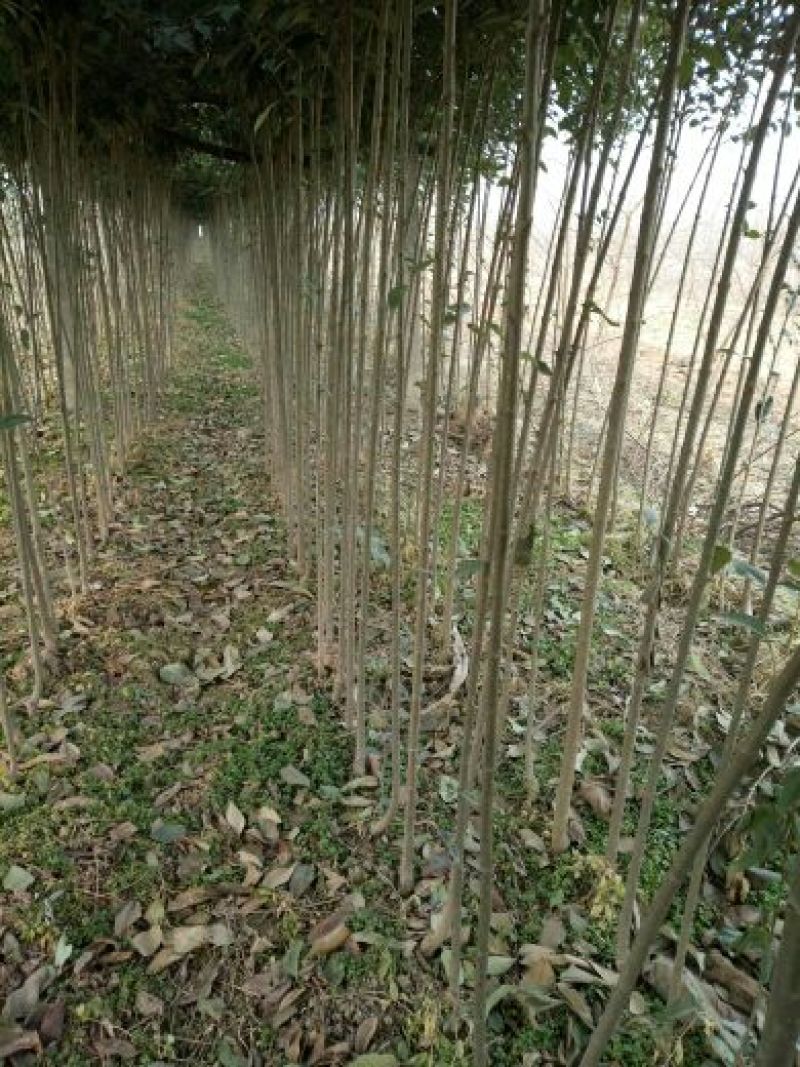 大叶女贞4cm以下