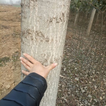 大叶女贞4cm以下