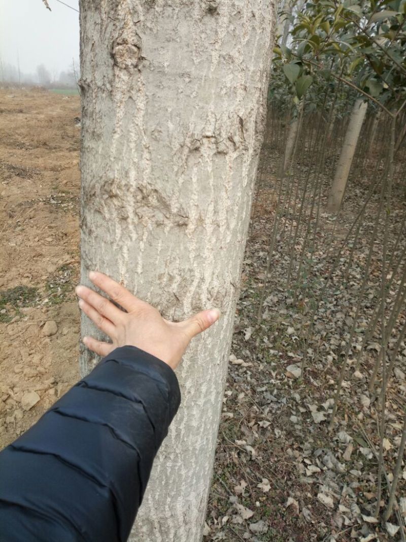 大叶女贞4cm以下