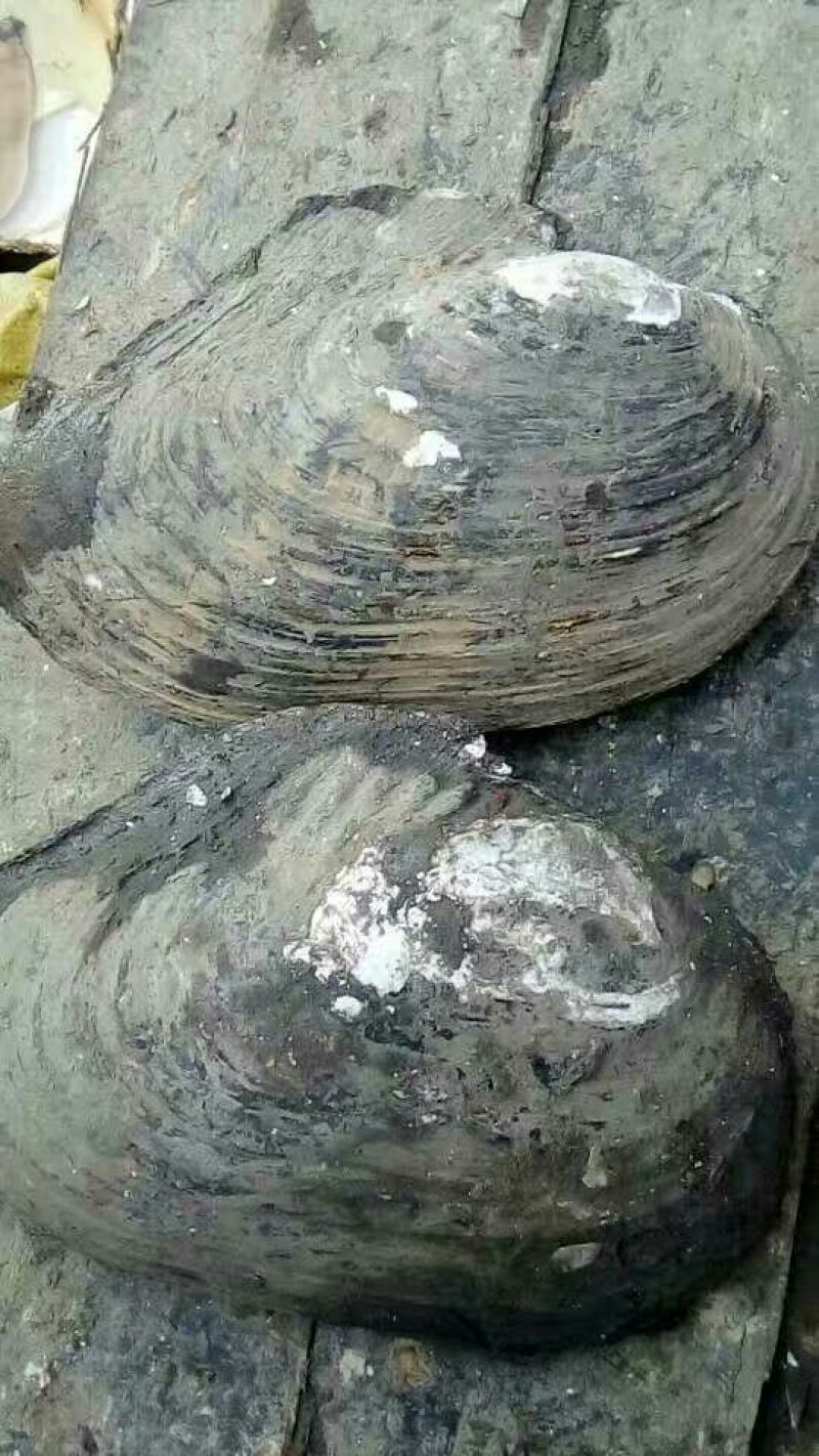 河蚌