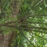 北美海棠6~8cm6~8cm6~8cm