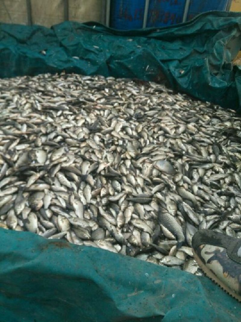 鲫鱼食用