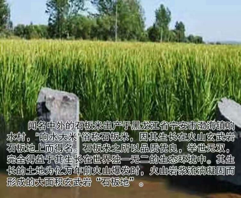 石板大米新米一级