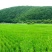 石板大米新米一级