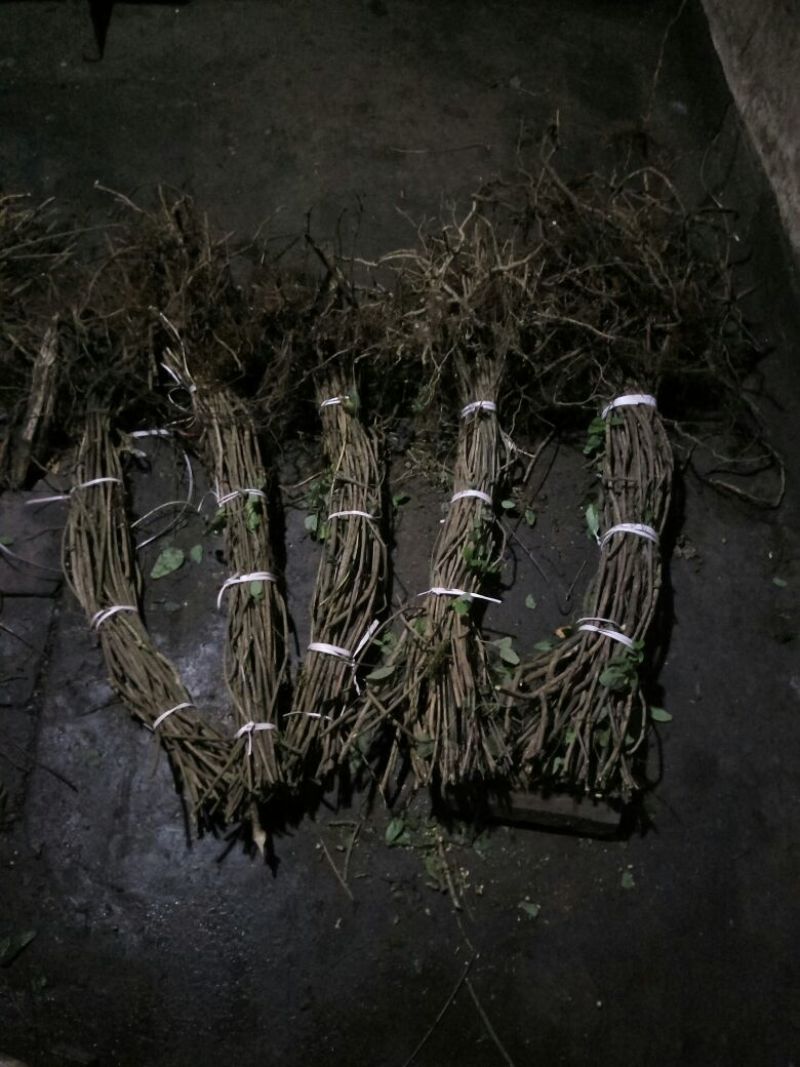 八月瓜苗紫瓜一年就能挂果的大苗