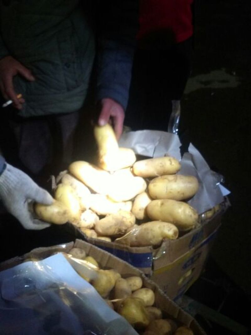 睢阳荷兰十五土豆产地直供量大从优可供商超全国发
