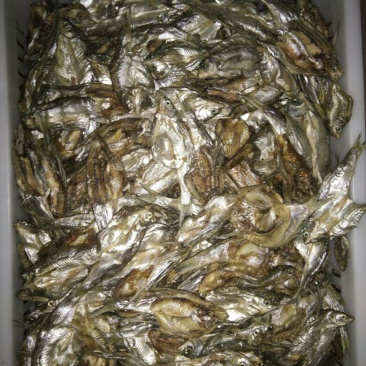 鱼干烤鱼干