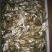 鱼干烤鱼干