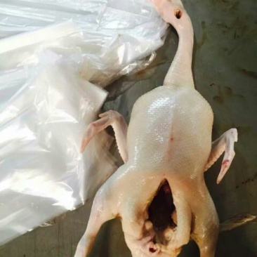 白条鸭