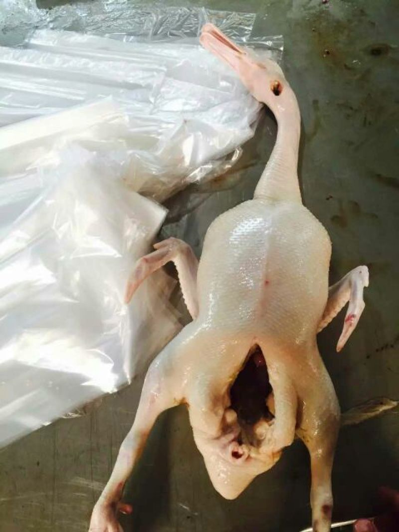 白条鸭
