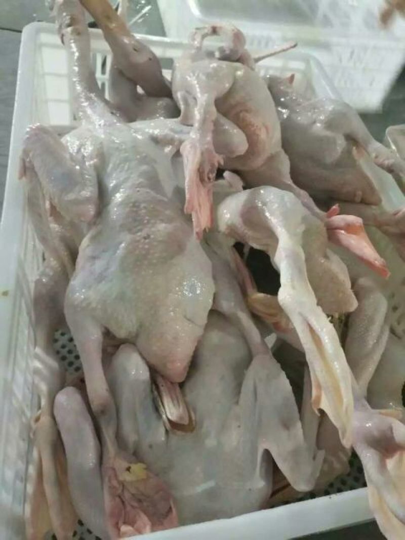 白条鸭