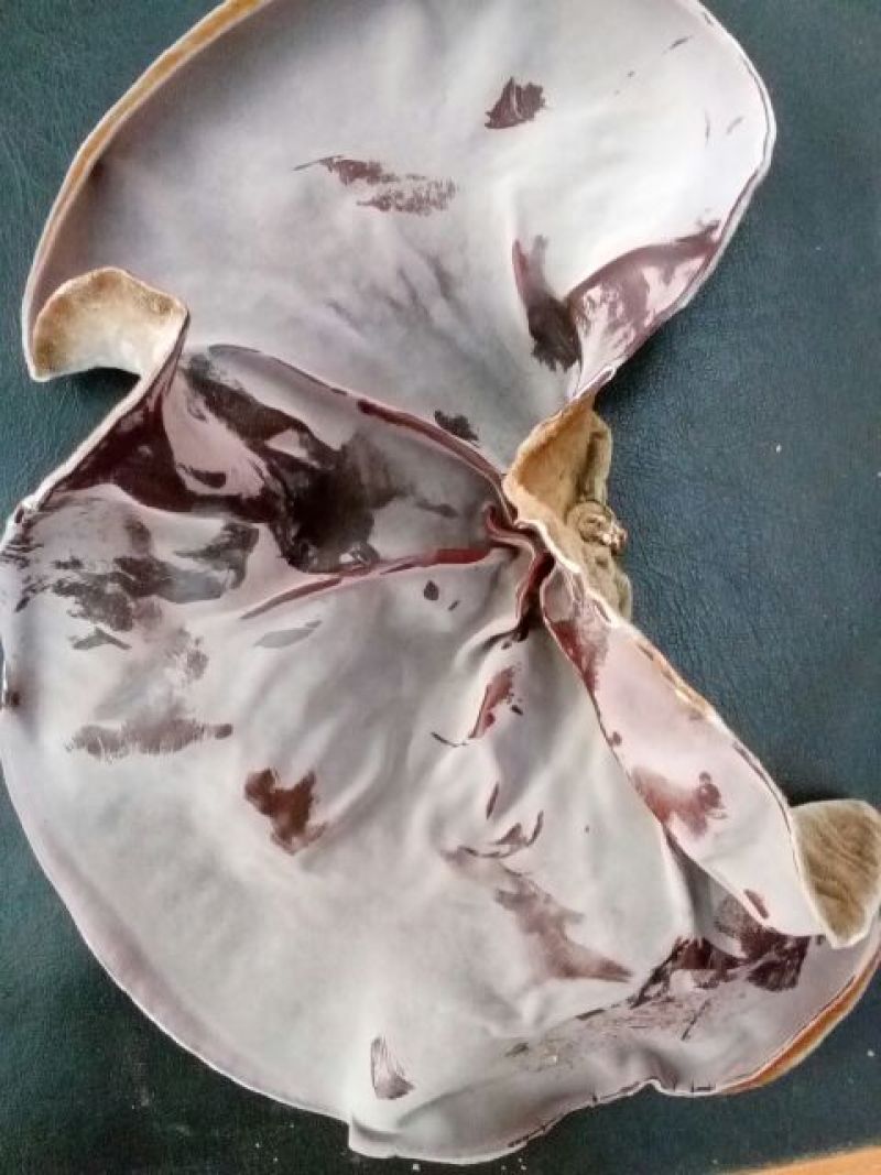毛木耳特级