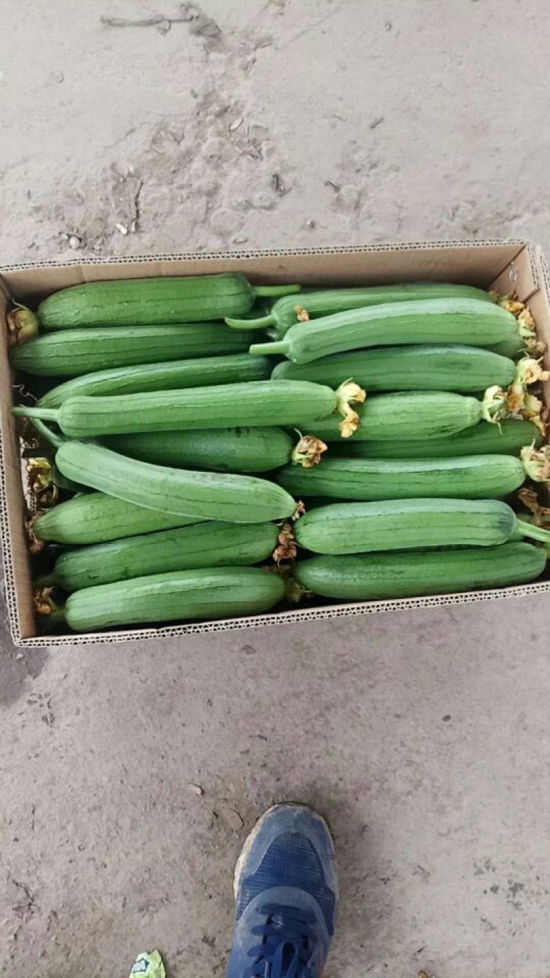 油皮丝瓜大量上市中