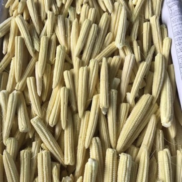 玉米笋