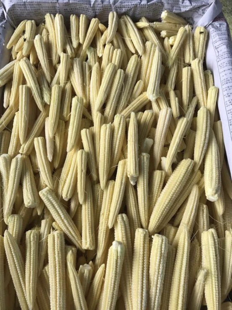玉米笋