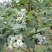 蓝丰蓝莓鲜果8~10mm以上