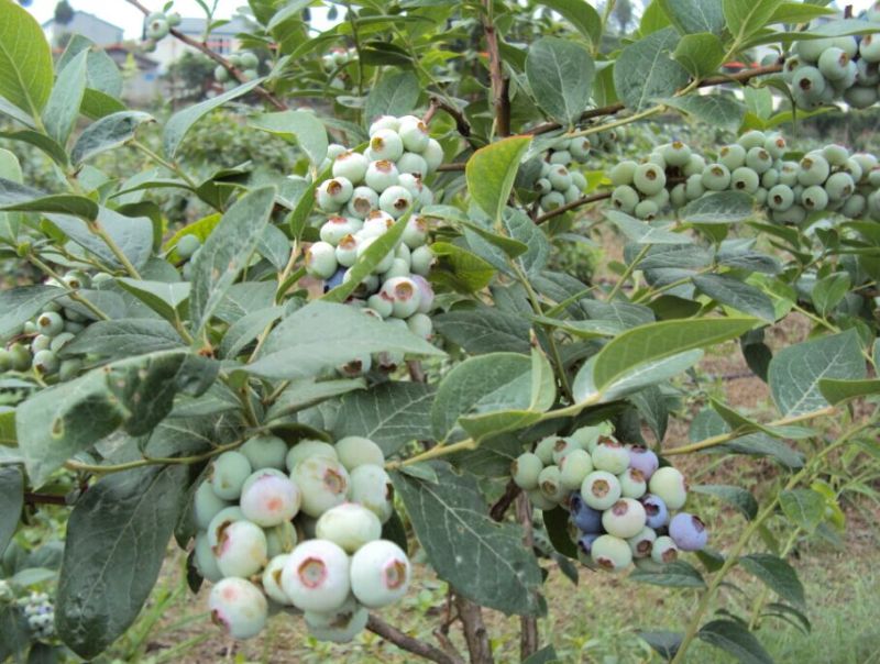 蓝丰蓝莓鲜果8~10mm以上