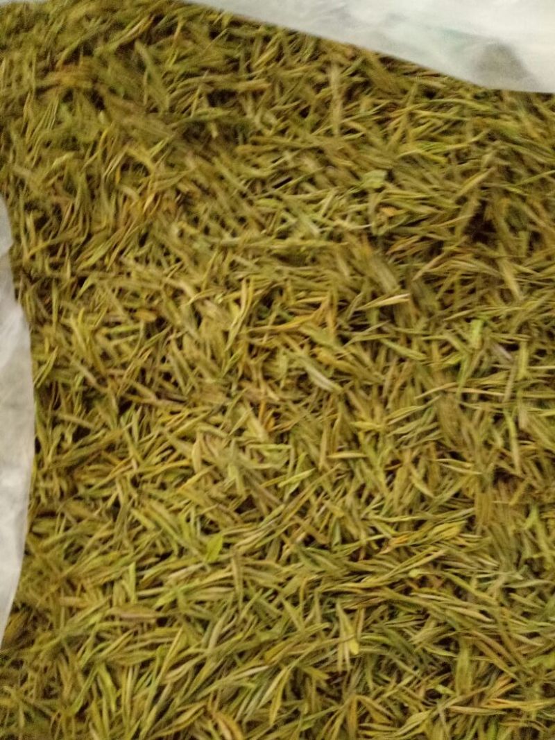 安吉白茶二级