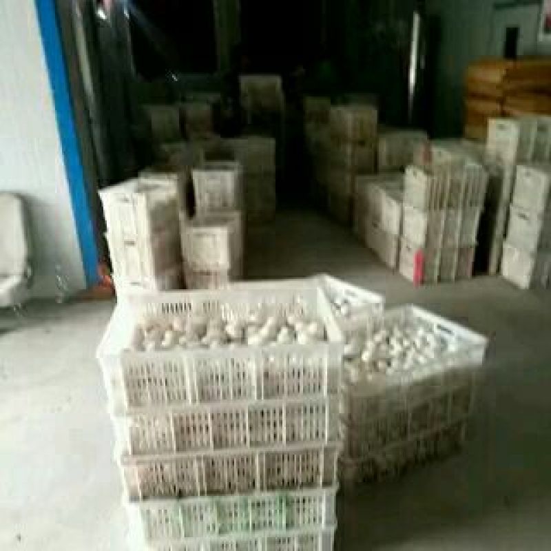 泰州白鹅鹅苗250g以下