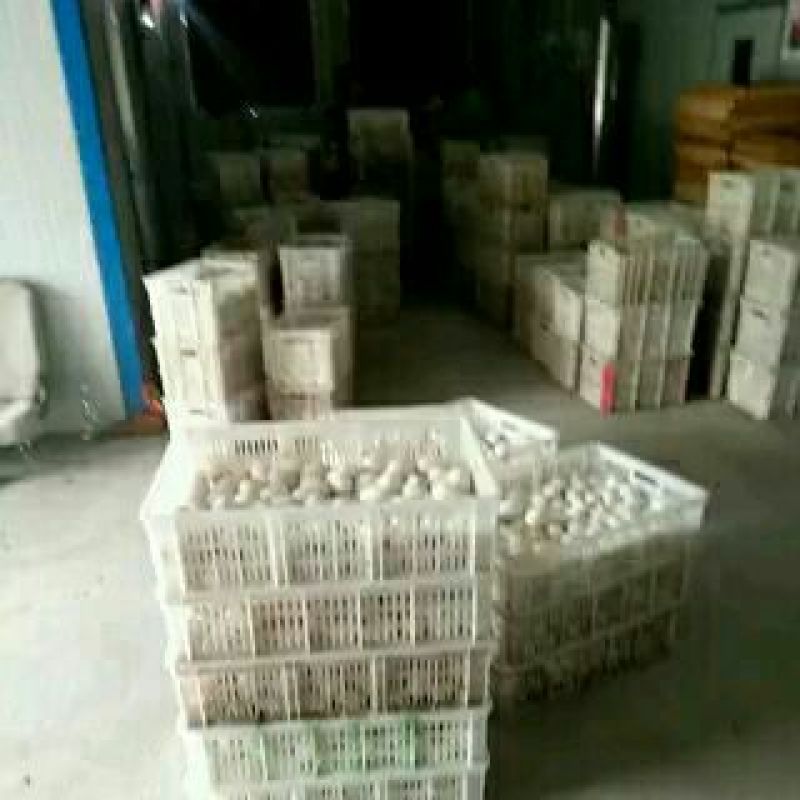 泰州白鹅鹅苗250g以下