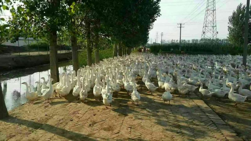 泰州白鹅鹅苗250g以下