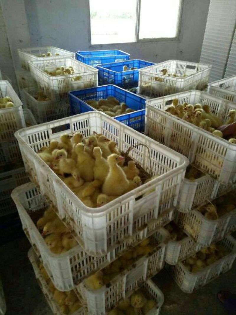 泰州白鹅鹅苗250g以下