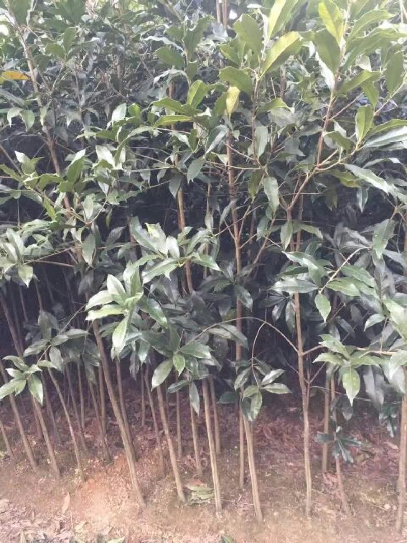 状元红桂花苗裸根地径2.5公分