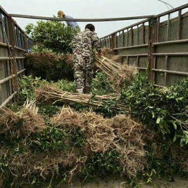状元红桂花苗裸根地径2.5公分