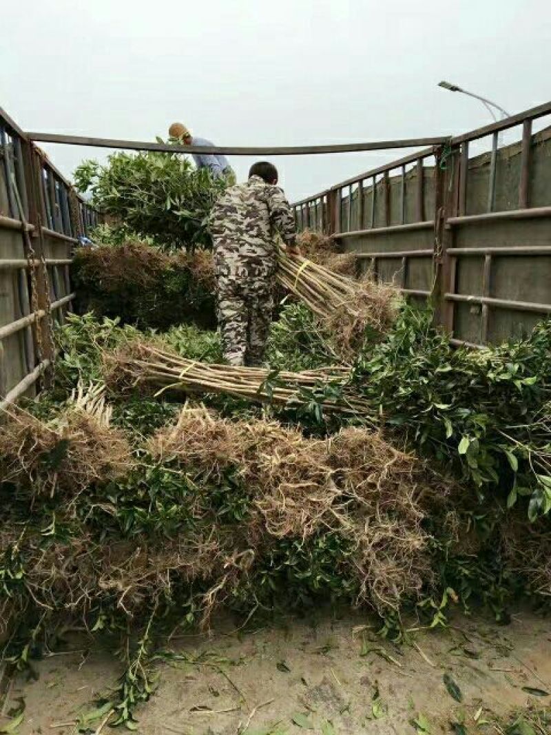 状元红桂花苗裸根地径2.5公分