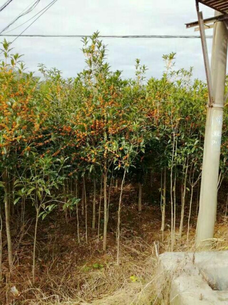 状元红桂花苗裸根地径2.5公分