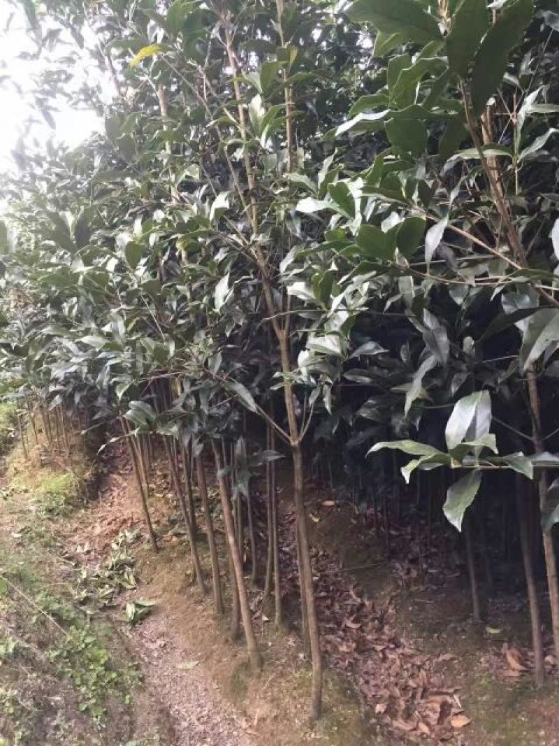状元红桂花苗裸根地径2.5公分