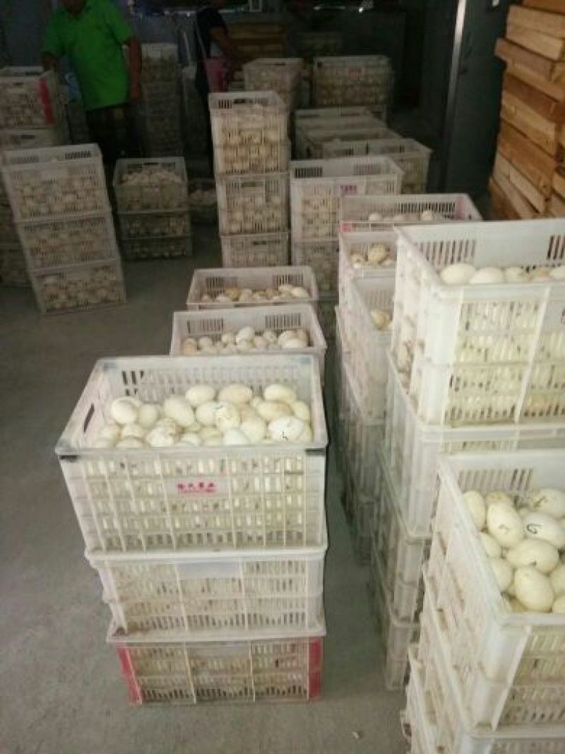 皖西白鹅鹅苗250g以下