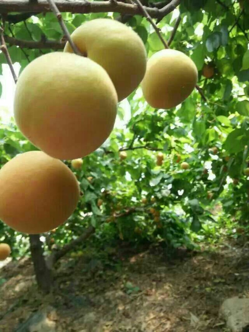 金太阳杏价格5月金太阳杏大量上市供应，诚信第一