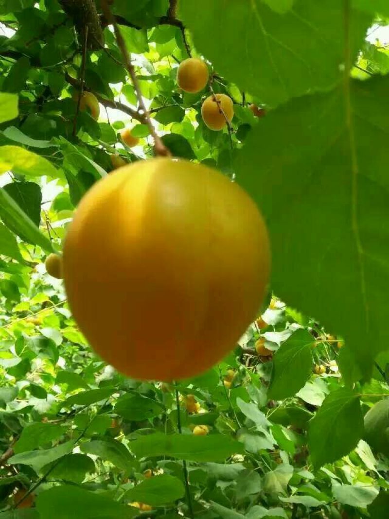金太阳杏价格5月金太阳杏大量上市供应，诚信第一