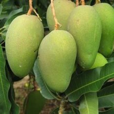 攀枝花芒果苗30公分以上量大和你优惠