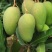 攀枝花芒果苗30公分以上量大和你优惠