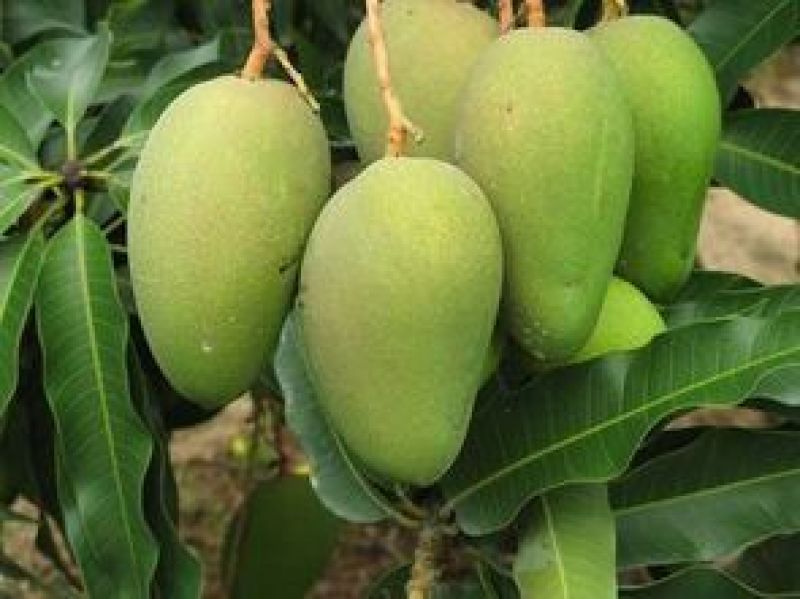攀枝花芒果苗30公分以上量大和你优惠