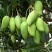 攀枝花芒果苗30公分以上量大和你优惠
