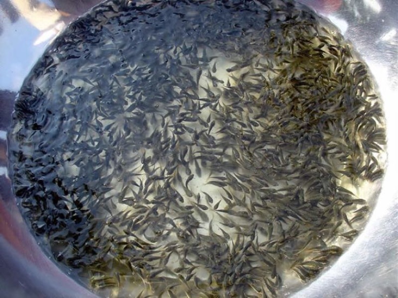 草鱼苗
