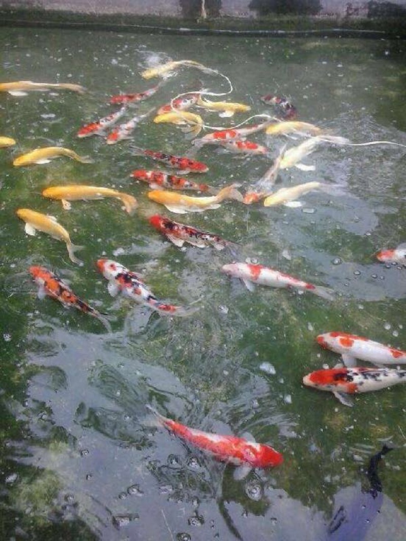 草鱼苗