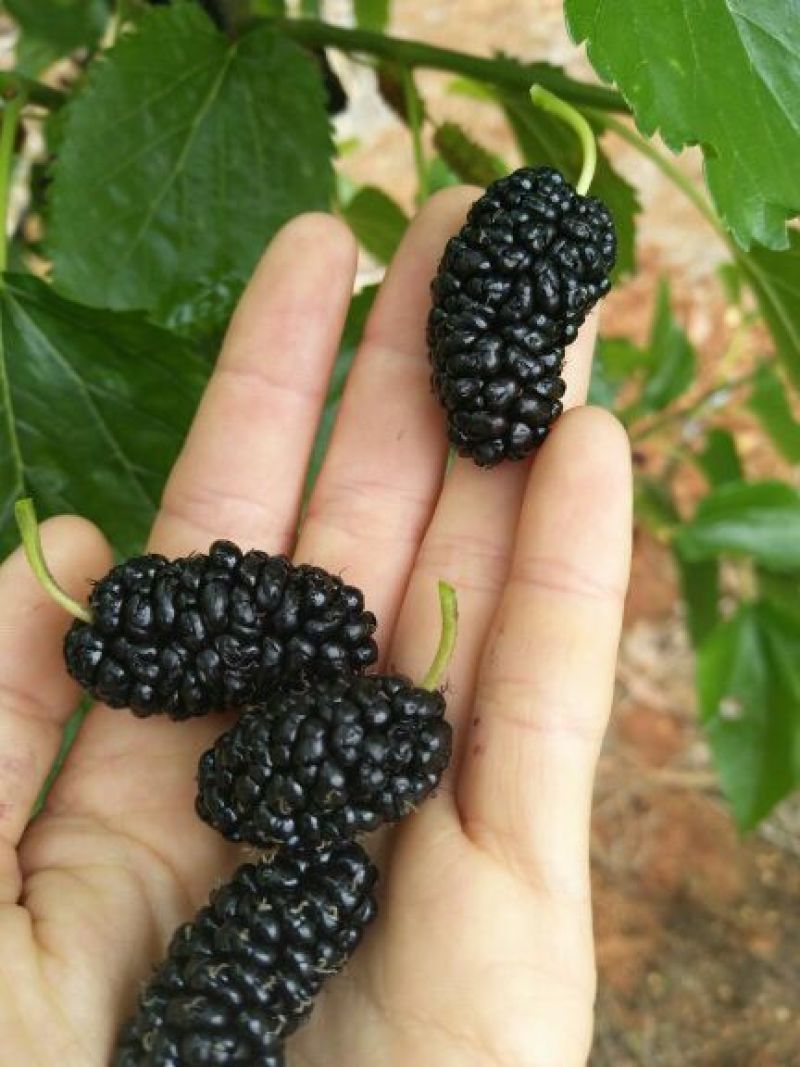攀枝花果园桑树苗50~60cm量大更优惠