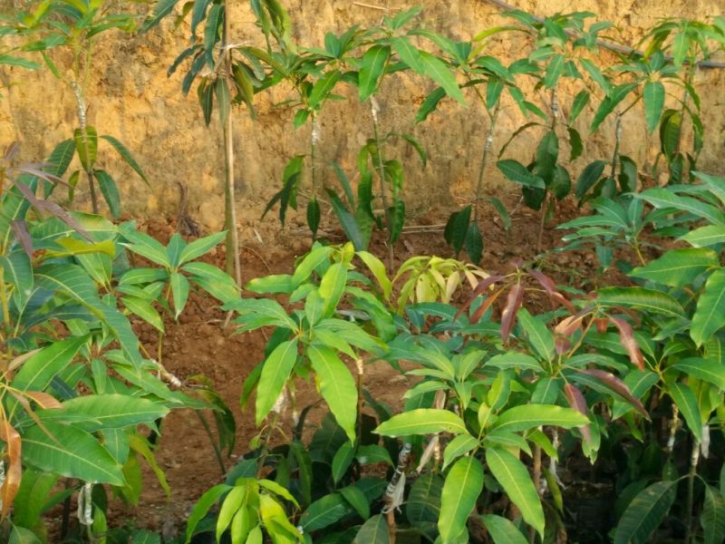 芒果苗1m以下