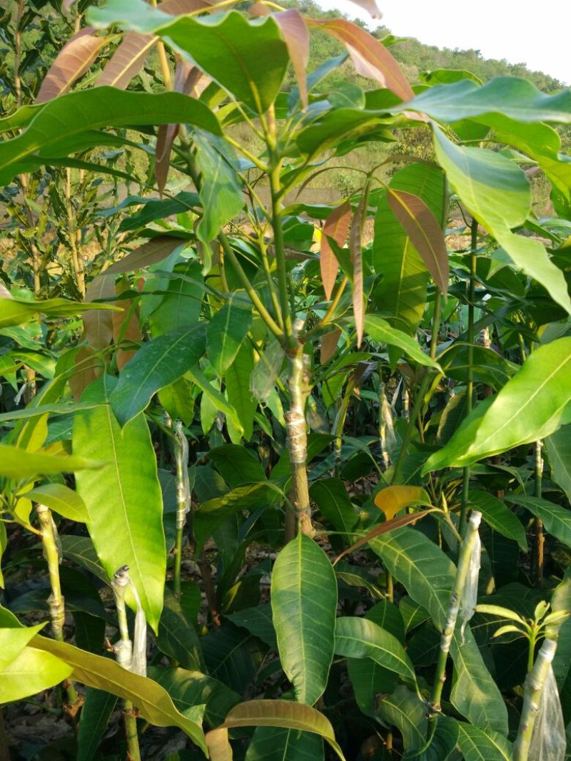 芒果苗1m以下